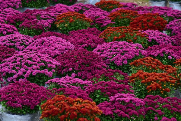 ¿Cuáles son las mejores estrategias para elegir una paleta de colores armoniosa?